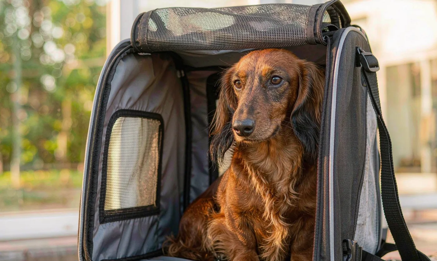 Roll Down Top Custom Pet Carriers: Weather Seal Desi - detail view supplied by QUANZHOU JUNYUAN BAGS